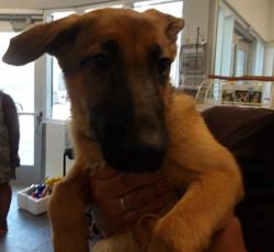 Shelter Stray Unknown Dog last seen , 11361 W Pico Blvd, Los Angeles, CA 90064, USA