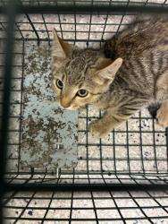 Shelter Stray Male Cat last seen Near BLOCK QUEBEC ST, 12155 Park Blvd, Brighton, CO 80601, USA