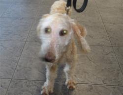 Shelter Stray Female Dog last seen , 11361 W Pico Blvd, Los Angeles, CA 90064, USA