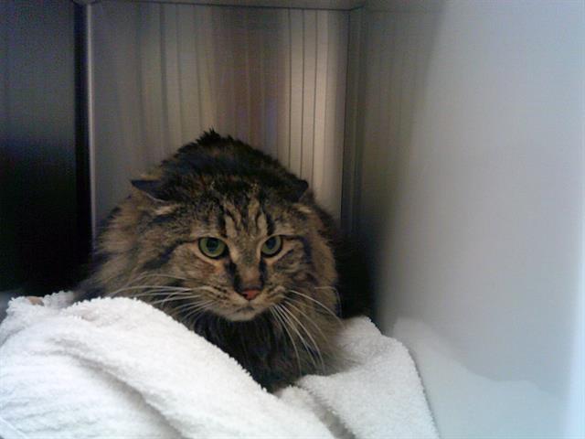 Shelter Stray Female Cat last seen Near BLOCK S 18TH, 12155 Park Blvd, Brighton, CO 80601, USA