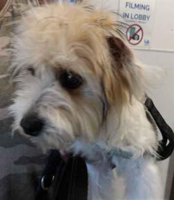 Shelter Stray Female Dog last seen , 11361 W Pico Blvd, Los Angeles, CA 90064, USA