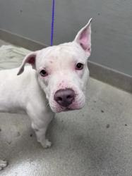 Shelter Stray Male Dog last seen Near BLOCK BOULDER HWY, LAS VEGAS NV 89122, 655 N Mojave Rd, Las Vegas, NV 89101, USA