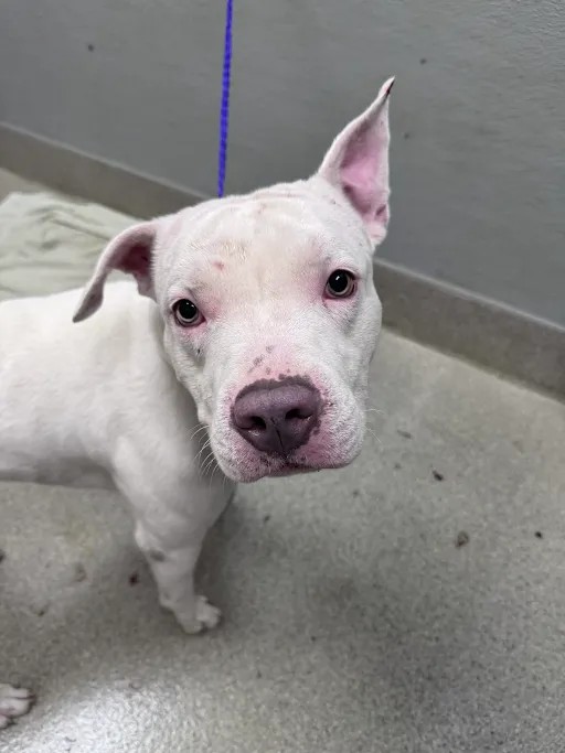 Shelter Stray Male Dog last seen Near BLOCK BOULDER HWY, LAS VEGAS NV 89122, 655 N Mojave Rd, Las Vegas, NV 89101, USA