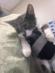 Shelter Stray Unknown Cat last seen W LAKE MEAD BLVD & ENGLESTAD ST, 655 N Mojave Rd, Las Vegas, NV 89101, USA