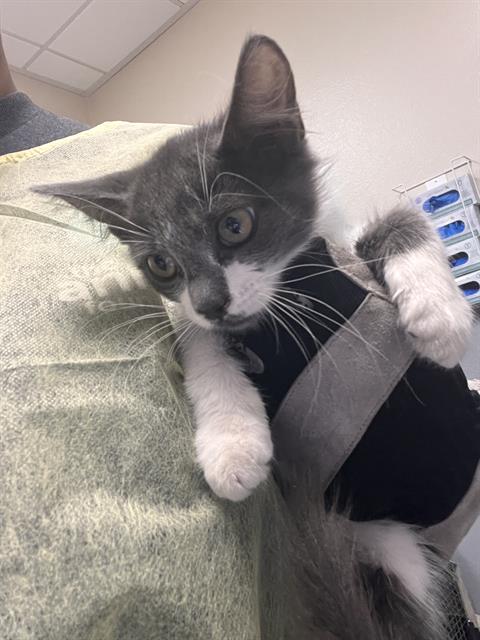 Shelter Stray Female Cat last seen W LAKE MEAD BLVD & ENGLESTAD ST, 655 N Mojave Rd, Las Vegas, NV 89101, USA