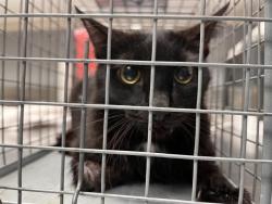 Shelter Stray Female Cat last seen Near BLOCK ALCOTT AVE, LAS VEGAS NV 89142, 655 N Mojave Rd, Las Vegas, NV 89101, USA