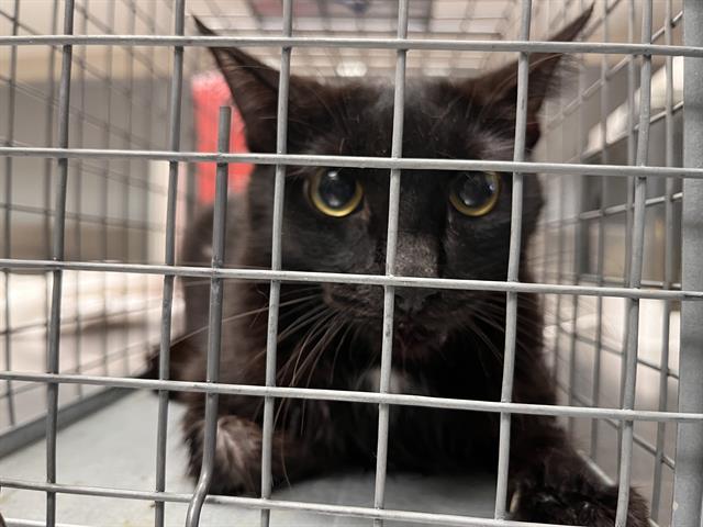 Shelter Stray Female Cat last seen Near BLOCK ALCOTT AVE, LAS VEGAS NV 89142, 655 N Mojave Rd, Las Vegas, NV 89101, USA