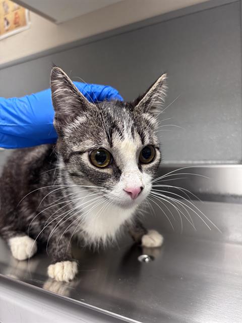 Shelter Stray Female Cat last seen Near BLOCK ALCOTT AVE, LAS VEGAS NV 89142, 655 N Mojave Rd, Las Vegas, NV 89101, USA