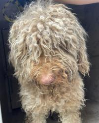 Shelter Stray Female Dog last seen 2400BLK W SAHARA AVE, 655 N Mojave Rd, Las Vegas, NV 89101, USA