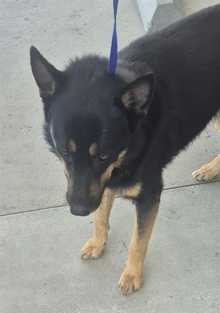 Shelter Stray Male Dog last seen Near BLOCK GLENDA ST, BAKERSFIELD CA 93307, 3951 Fruitvale Ave, Bakersfield, CA 93308, USA