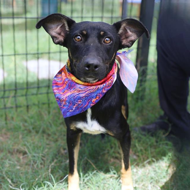 Shelter Stray Female Dog last seen Near BLOCK AARON, 4710 TX-151, San Antonio, TX 78227, USA