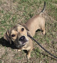 Shelter Stray Female Dog last seen IRA LEE, 4710 TX-151, San Antonio, TX 78227, USA