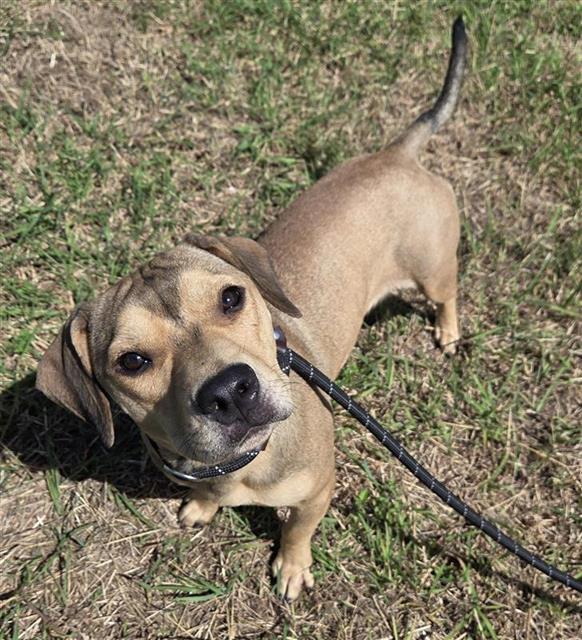 Shelter Stray Female Dog last seen IRA LEE, 4710 TX-151, San Antonio, TX 78227, USA