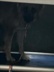 Shelter Stray Female Dog last seen , 14409 Vanowen St, Van Nuys, CA 91405, USA