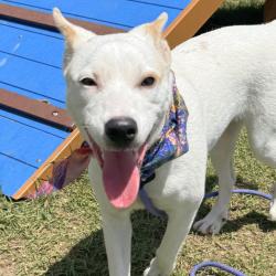 Shelter Stray Female Dog last seen FOXBORO, 4710 TX-151, San Antonio, TX 78227, USA