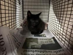Shelter Stray Unknown Cat last seen , 14409 Vanowen St, Van Nuys, CA 91405, USA