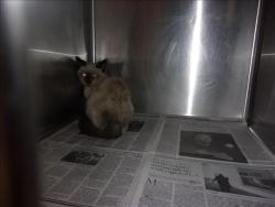 Shelter Stray Female Cat last seen , 14409 Vanowen St, Van Nuys, CA 91405, USA