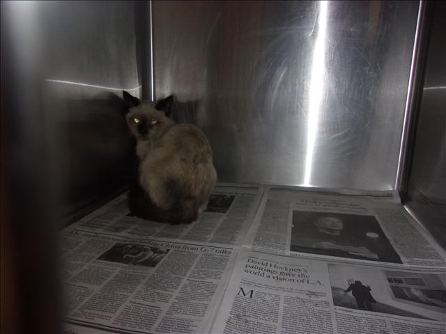 Shelter Stray Female Cat last seen , 14409 Vanowen St, Van Nuys, CA 91405, USA