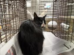 Shelter Stray Unknown Cat last seen , 14409 Vanowen St, Van Nuys, CA 91405, USA