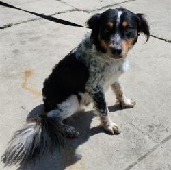 Shelter Stray Male Dog last seen Near BLOCK BEAR CREEK, 4710 TX-151, San Antonio, TX 78227, USA