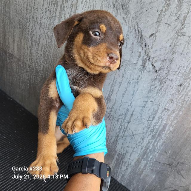 Shelter Stray Male Dog last seen Near BLOCK DRURY LANE, 4710 TX-151, San Antonio, TX 78227, USA