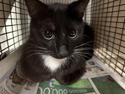 Shelter Stray Unknown Cat last seen , 14409 Vanowen St, Van Nuys, CA 91405, USA