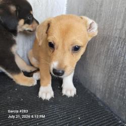 Shelter Stray Male Dog last seen Near BLOCK DRURY LANE, 4710 TX-151, San Antonio, TX 78227, USA