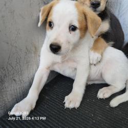 Shelter Stray Male Dog last seen Near BLOCK DRURY LANE, 4710 TX-151, San Antonio, TX 78227, USA