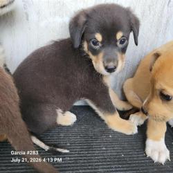 Shelter Stray Male Dog last seen Near BLOCK DRURY LANE, 4710 TX-151, San Antonio, TX 78227, USA
