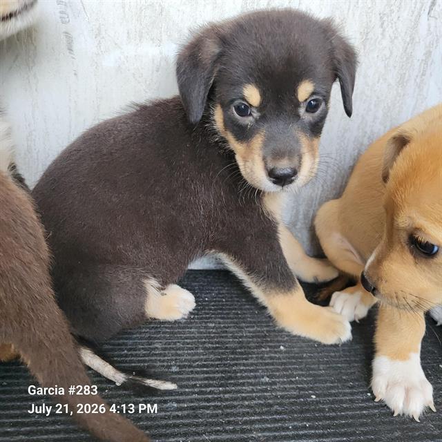 Shelter Stray Male Dog last seen Near BLOCK DRURY LANE, 4710 TX-151, San Antonio, TX 78227, USA