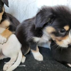 Shelter Stray Female Dog last seen Near BLOCK DRURY LANE, 4710 TX-151, San Antonio, TX 78227, USA