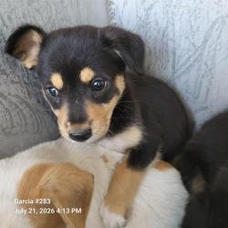 Shelter Stray Female Dog last seen Near BLOCK DRURY LANE, 4710 TX-151, San Antonio, TX 78227, USA