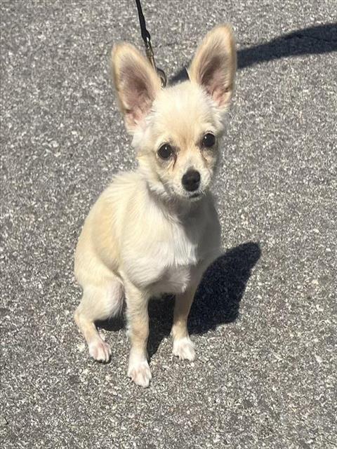 Shelter Stray Female Dog last seen Near BLOCK AND I-35, 4710 TX-151, San Antonio, TX 78227, USA