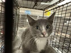 Shelter Stray Unknown Cat last seen , 14409 Vanowen St, Van Nuys, CA 91405, USA