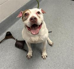 Shelter Stray Female Dog last seen Near, 2600 S Harding St, Indianapolis, IN 46221, USA