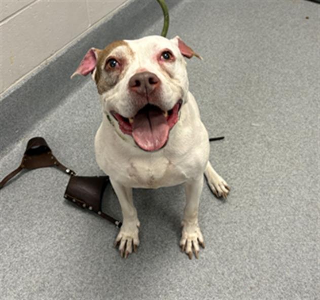 Shelter Stray Female Dog last seen Near, 2600 S Harding St, Indianapolis, IN 46221, USA