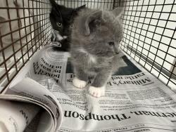 Shelter Stray Unknown Cat last seen , 14409 Vanowen St, Van Nuys, CA 91405, USA
