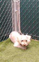 Shelter Stray Male Dog last seen , 11258 Garfield Ave, Downey, CA 90242, USA