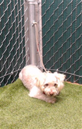 Shelter Stray Male Dog last seen , 11258 Garfield Ave, Downey, CA 90242, USA