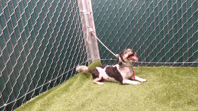 Shelter Stray Female Dog last seen , 11258 Garfield Ave, Downey, CA 90242, USA