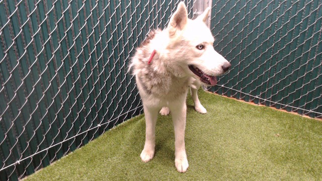 Shelter Stray Male Dog last seen , 11258 Garfield Ave, Downey, CA 90242, USA