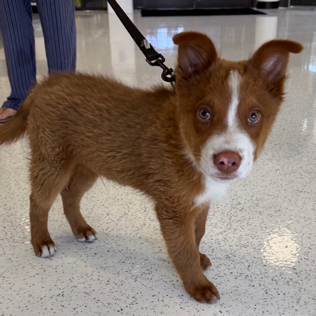 Shelter Stray Male Dog last seen , 14409 Vanowen St, Van Nuys, CA 91405, USA