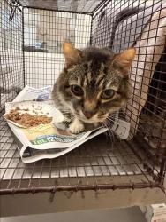 Shelter Stray Unknown Cat last seen , 1850 W 60th St, Los Angeles, CA 90047, USA