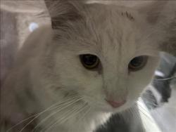 Shelter Stray Unknown Cat last seen , 1850 W 60th St, Los Angeles, CA 90047, USA