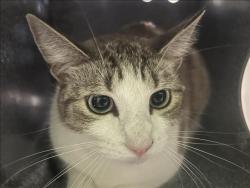 Shelter Stray Female Cat last seen , 1850 W 60th St, Los Angeles, CA 90047, USA