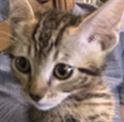 Shelter Stray Unknown Cat last seen , 1850 W 60th St, Los Angeles, CA 90047, USA