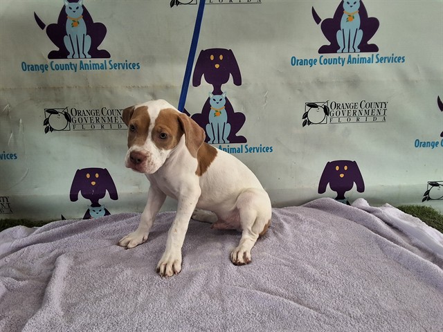 Shelter Stray Female Dog last seen , 2769 Conroy Rd, Orlando, FL 32839, USA