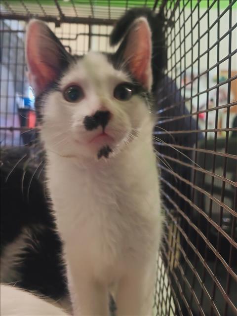 Shelter Stray Unknown Cat last seen , 1850 W 60th St, Los Angeles, CA 90047, USA