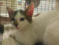Shelter Stray Unknown Cat last seen , 1850 W 60th St, Los Angeles, CA 90047, USA