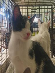 Shelter Stray Unknown Cat last seen , 1850 W 60th St, Los Angeles, CA 90047, USA